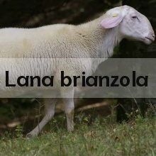 Lana brianzola