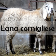 Lana cornigliese